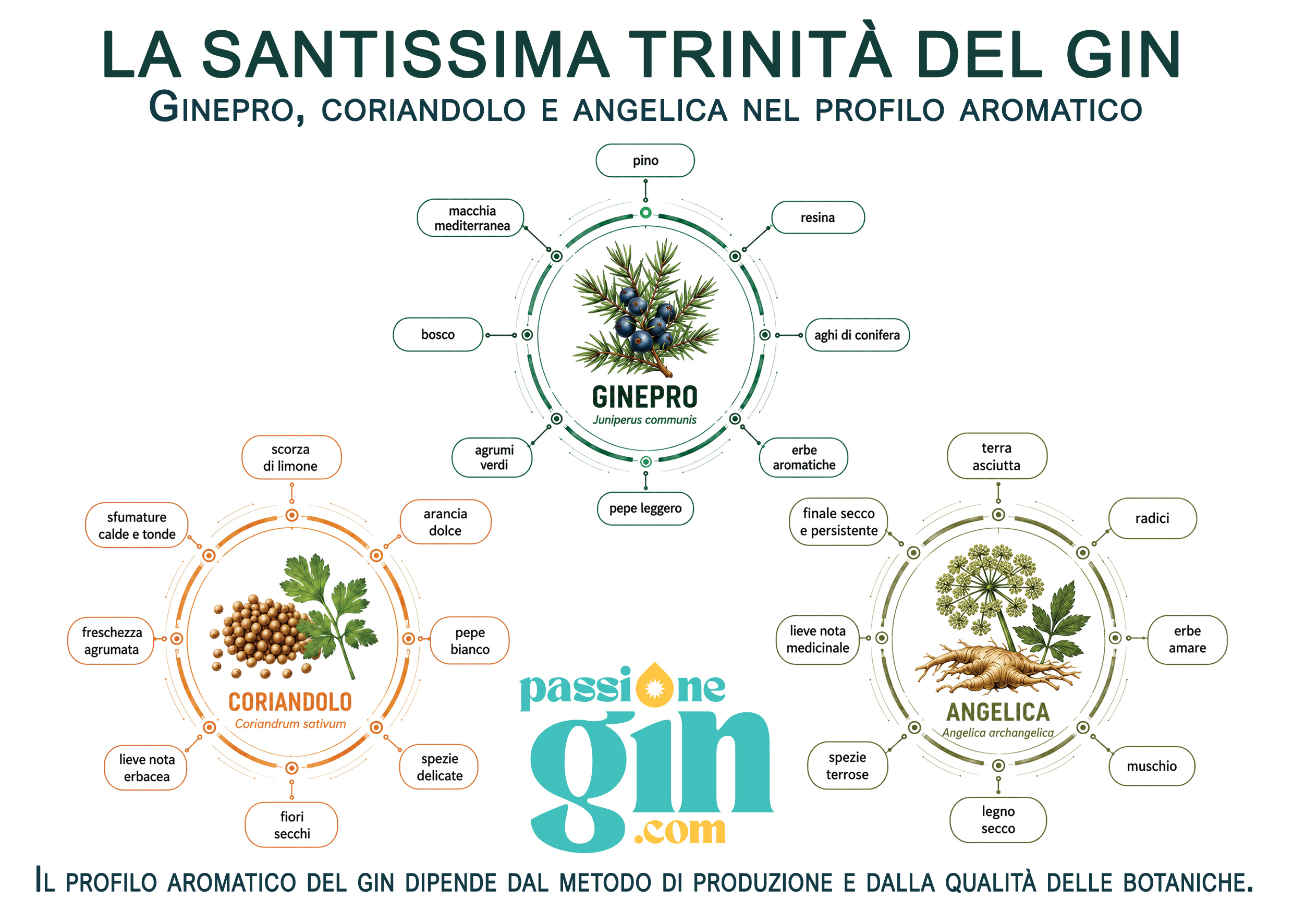 Infografica della Santissima Trinità del gin: ginepro, coriandolo e angelica