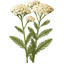 Achillea