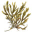 Alga bruna