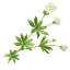 Asperula