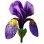 Fiore di Iris