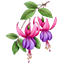 Fucsia