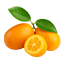 Kumquat