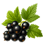 Ribes nero