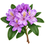 Rododendro