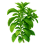 Stevia