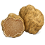 Tartufo bianco
